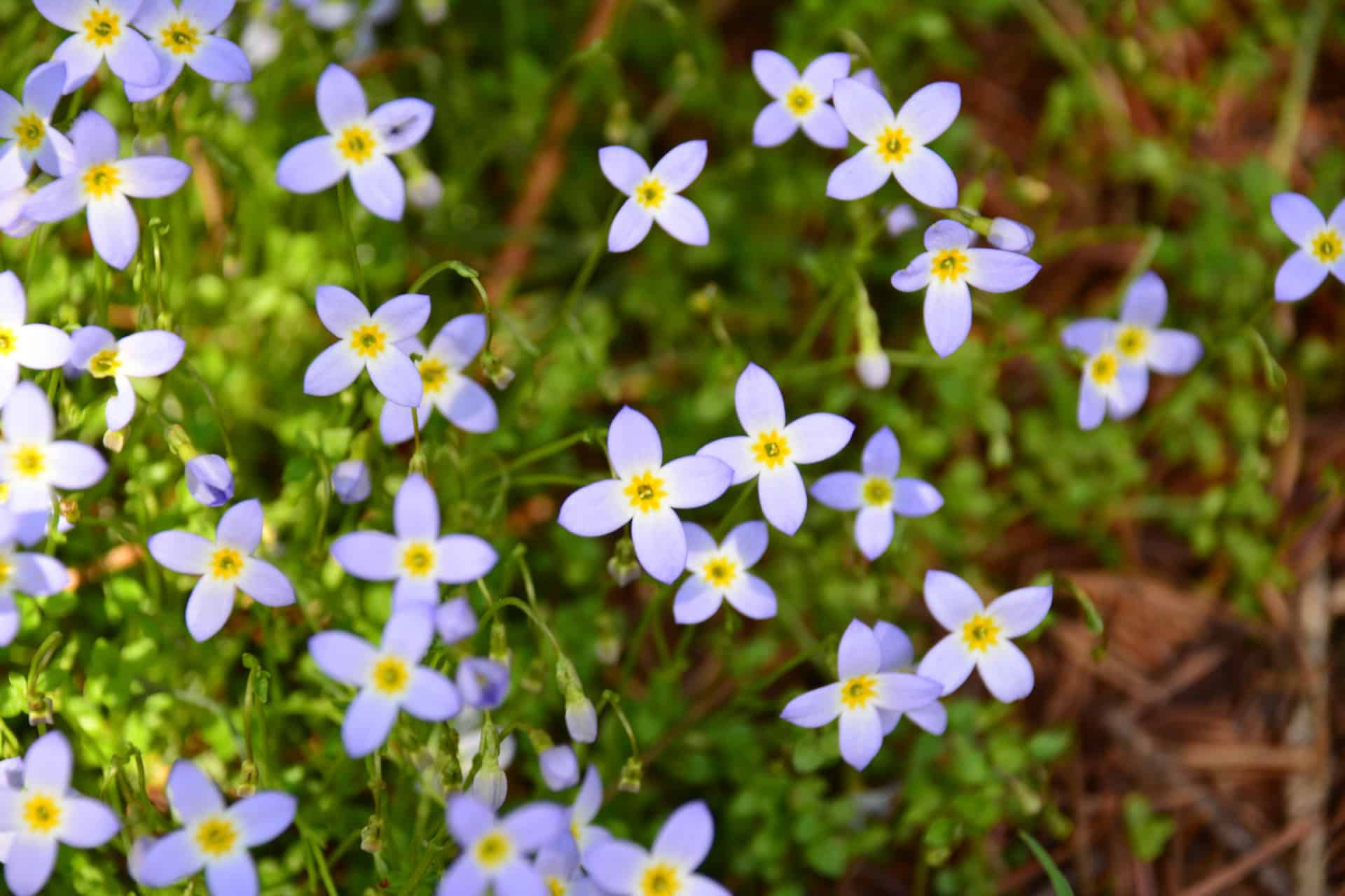 Forget Me Nots